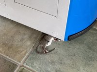 IMG_0431.jpeg