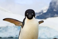 penguin.jpg penguin.jpg
