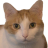 raven_gvda